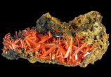 Bright Orange Crocoite Crystals - Tasmania #64362-3